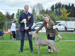 Hibernian Champ Show 2019