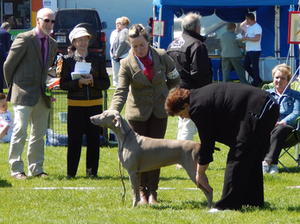 Hibernian All Breed Ch Show 2016