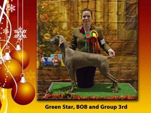 Dublin Dog Show Society All Breed Ch 2016