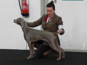 Bulldog Club of Ireland All Breed Open Show