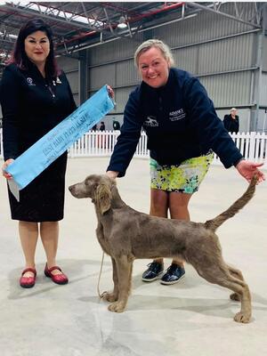 River - Best Baby Puppy in Show