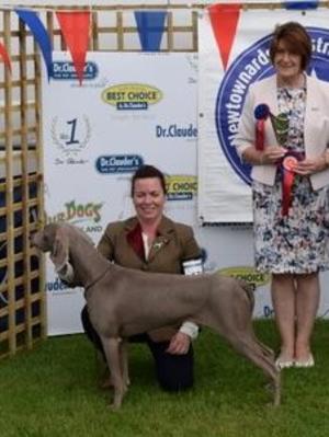 Puppy Bitch Stakes Newtownards 2018