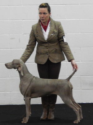 Bulldog All Breed 2016