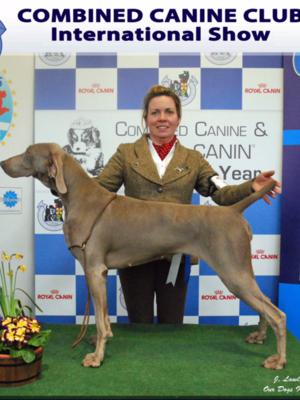 Ir Sh Ch, BOB & CACIB - 22 months