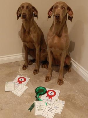 Irish Ladies Kennel Champ Show 2017