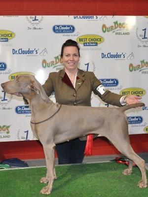 Portadown All Breed Champ Show 2017