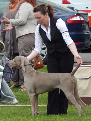 Hibernian All Breed Ch. Show 2015