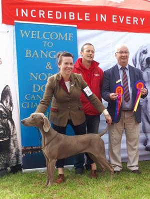Bangor Champ Show 2018