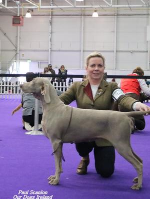 Irish Gundog Championship Show