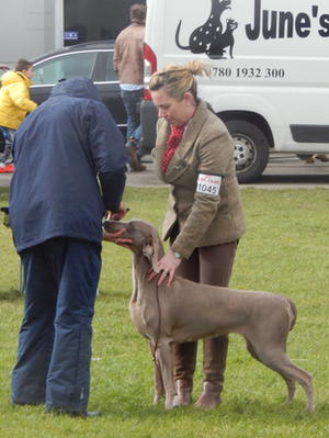 Combined Canine National Ch Show 2016