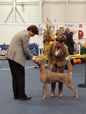 Gundog & Field Group Show