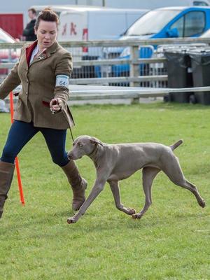 Banbridge All Breed Champ Show 2017