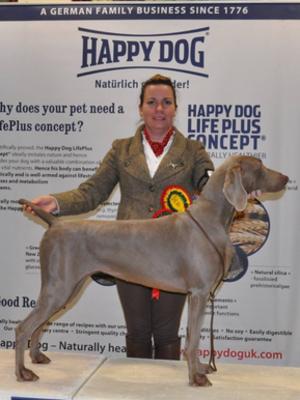 Best of Breed Dublin Dog Show Society Dec 2015