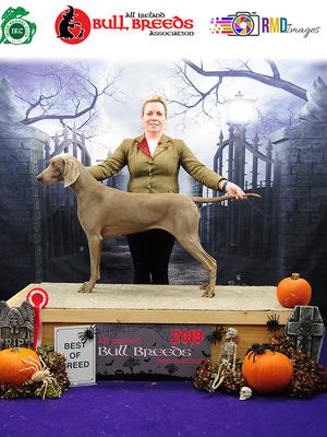 Bullbreeds Championship Show