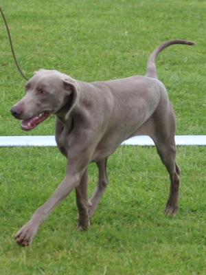 Sligo All Breed Ch Show