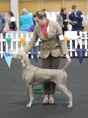 Cocker & Dublin Cocker All Breed 2016