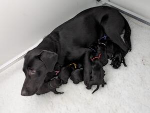 Bramble and pups