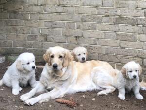 Dam Lucy with her previous litter