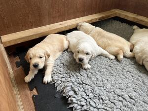 Previous litter colour range