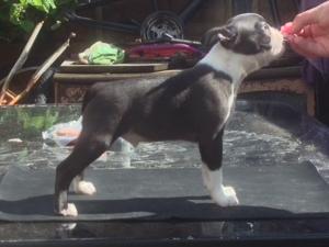 Boy puppy
