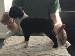 7 weeks