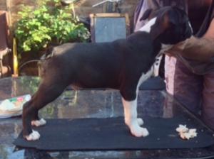Boy Puppy