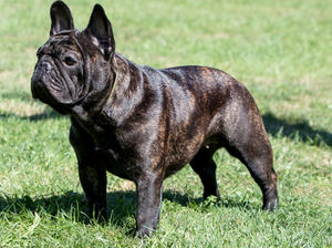 Mavis