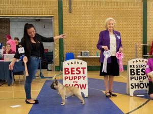 BEST PUPPY IN SHOW