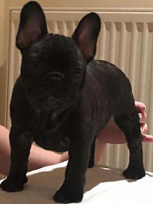 Frabull's Lets Get It On With Mactawbay 9 weeks