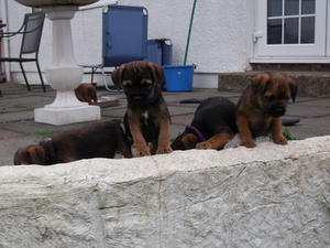 Rudy's first litter