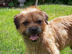 Harris is a young dog with a good temperament