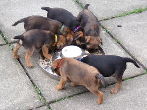 Rudy's first litter