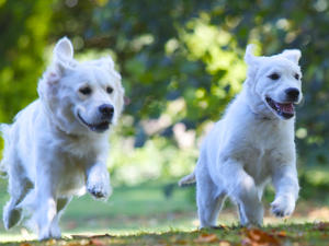 Jessie and Sula enjoying a run together