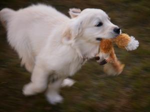 Jessie as a puppy