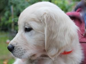 Finnrosa Top Notch Bellini 8 weeks old