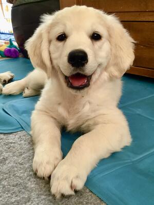 Rosa as a puppy