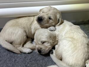 Baby Boys available