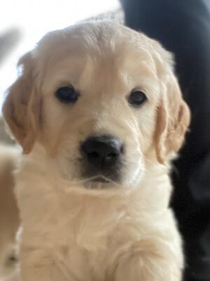 Puppy