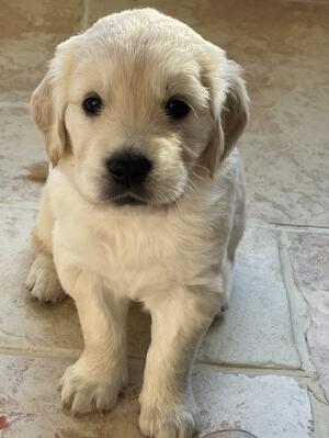Puppy