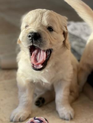 Puppy from 1st litter