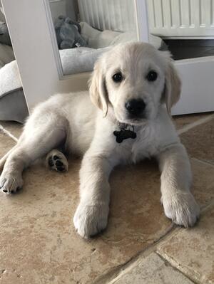 Puppy Luna
