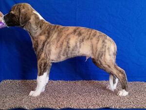 Brindle White Trim dog pup