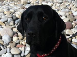 Maisy - Okato Serene Dark Beauty