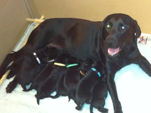 Maisy and her litter