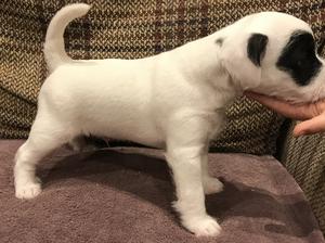 chadbrook parson russell terriers