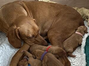 Newborn