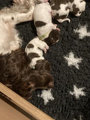 Esther and her pups