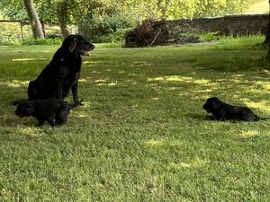 Sorrel & her boys!