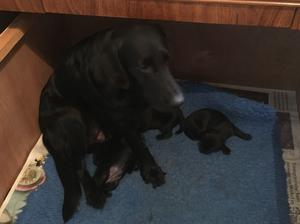 13 DAYS OLD