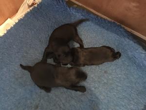 13 DAYS OLD